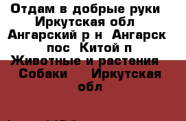 Отдам в добрые руки - Иркутская обл., Ангарский р-н, Ангарск - пос. Китой п. Животные и растения » Собаки   . Иркутская обл.